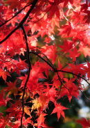 Acer palmatum Osakazuki