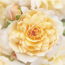 Rose Grace