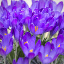 6775 Crocus tommasinianus