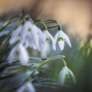 6788 Snowdrops