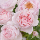 Rose "Sceptre'd Isle"