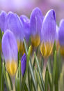 6814 Crocus