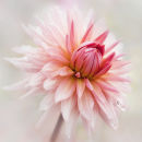 Dahlia Preference