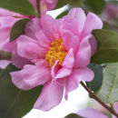 6873 Camelia