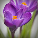 6944 Crocus