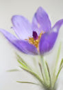 7218 Pulsatilla vulgaris