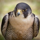 Peregrine Falcon