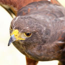 Harris Hawk