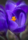 7248 Crocus