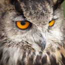 European Eagle Owl