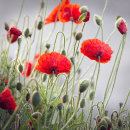 7323 Poppies
