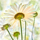 Leucanthemum