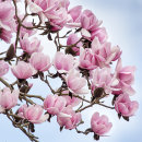 7411 Magnolia Blossom