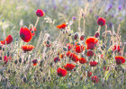 7328 Poppy Meadow