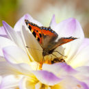 Tortoiseshell butterfly