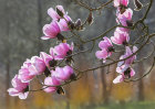 7510 Magnolia campbellii "Charles Raffill"