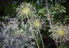 7526 Allium seed heads