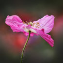 7549 Pink Poppy
