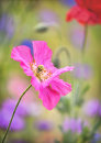 8648 Flower Meadow 1
