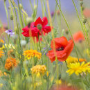7689 Flower Meadow 2