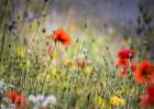 7709 Wild Flower Meadow