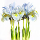 Iris "Katharine Hodgkin"