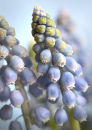 7738 Muscari