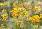 7805 Primula Fantasia