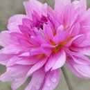 Dahlia Rosella