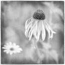 7882 Echinacea pallida