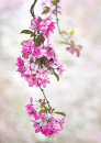 8028 Crab Apple blossom (Malus liset)