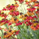 8119 Heleniums