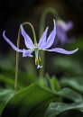 8150 Erythronium