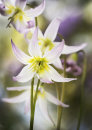 8151 Erythroniums
