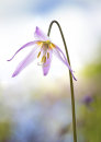 8158 Erythronium