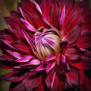 Dahlia "Arabian Night"