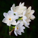 Narcissus Paperwhite