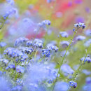 8222 Forget-me-nots