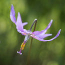 8234 Erythronium