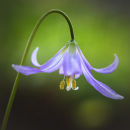 8239 Erythronium