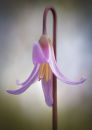 8244 Erythronium