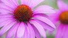 8249 Echinacea purpurea