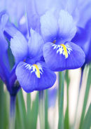 Iris reticulata Harmony (exclusive to Getty Images)