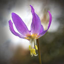 8376 Erythronium revolutum