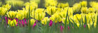 8722 Tulip panorama