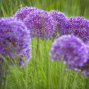 4784 Allium globemaster