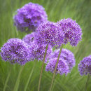 8806 Allium globemaster