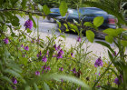 8858 Roadside pyramidal orchids