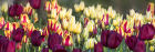 8905 Tulip panorama