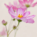 Cosmos (not available for greeting cards)